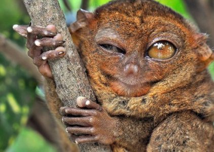 winking-tarsier.jpg.492x0_q85_crop-smart.jpeg