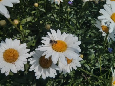 IMG_20130817_133820.jpg