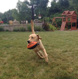 Bears New Star Running Back.jpg
