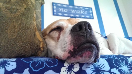 Kinje no wake 2.jpg