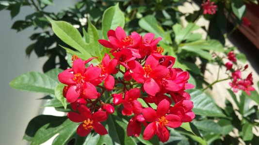 Red Flowers.jpg