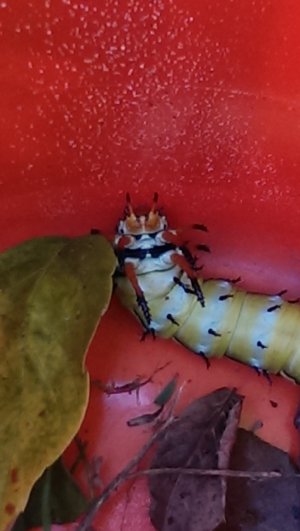 catpillar1.jpg