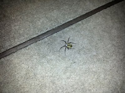monsterspider.jpg