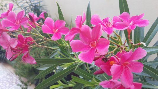 Pink Flowers.jpg