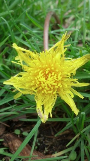 dandilion.jpg