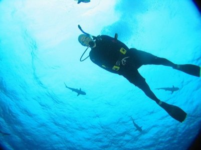sharks and David.jpg