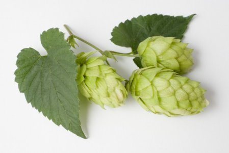pilsner hops.jpg