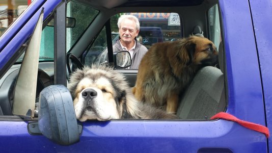 dogs in Alaska.jpg