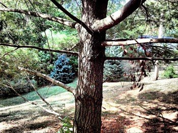 Tree 2.jpg