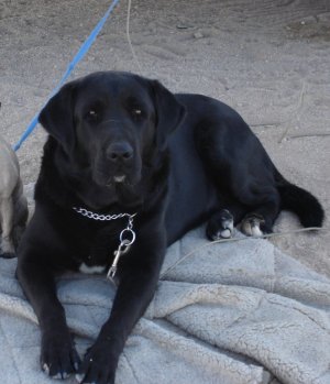 Lost-Black-Lab_Jet_3-28-12.jpg