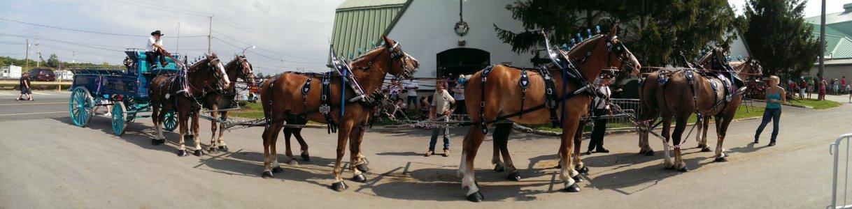 Horses and Carriage.jpg