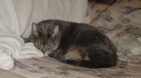 sophie2.jpg