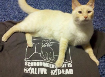 Schrodingers Cat.jpg