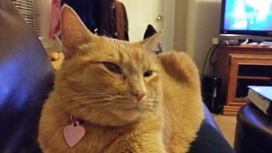 cat1.jpg cat1.jpg