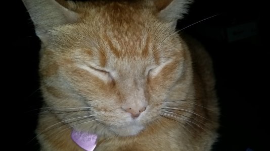cat2.jpg cat2.jpg