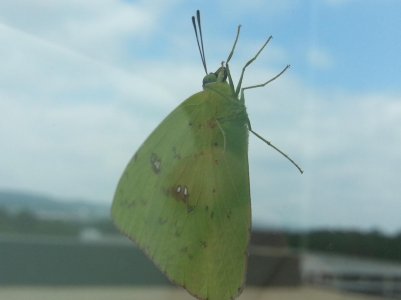 bug.jpg
