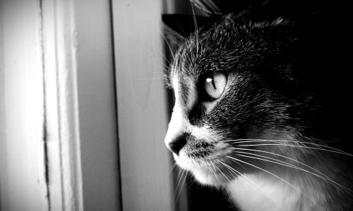 pootat-black and white-2012.jpg