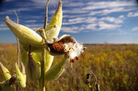 Milkweed_org.JPG
