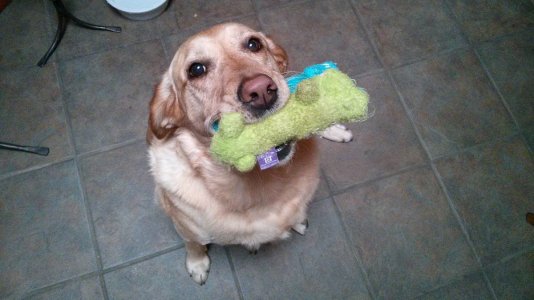 Weekly-Photo-Contest-Animals.jpg