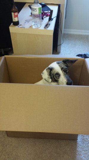 Ellie box.jpg