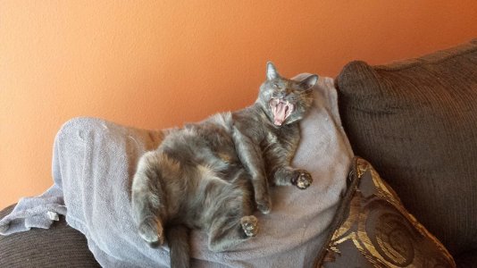 BellaYawn.jpg