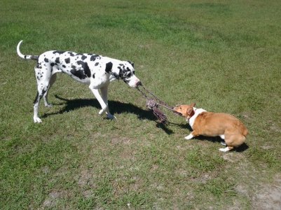 Tug.jpg