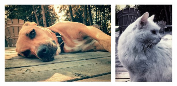 DOGandCAT_nickandrewsturgeon@gmail(dot)com.jpg