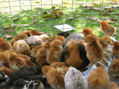 chicken.jpg