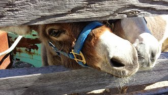 Minature donkeys.jpg