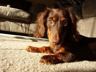 Darwin Sun.jpg