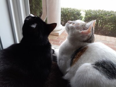 Hunting Birds.jpg