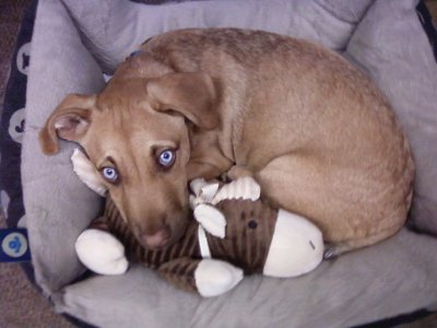 Dexter bed buddy.jpg