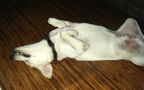 Arik.sleep.jpg