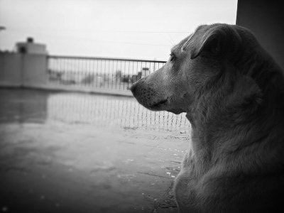 dog.jpg