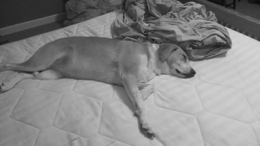 Lucy_on_bed[1].jpg