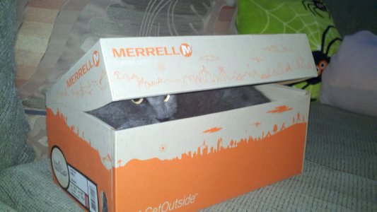 Cat-in-the-box.jpg