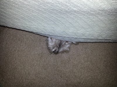 hiding.jpg