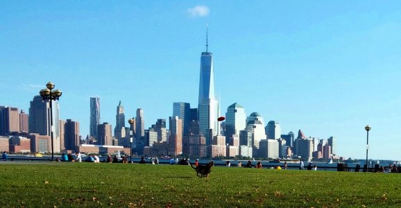 DogSkyline.jpg
