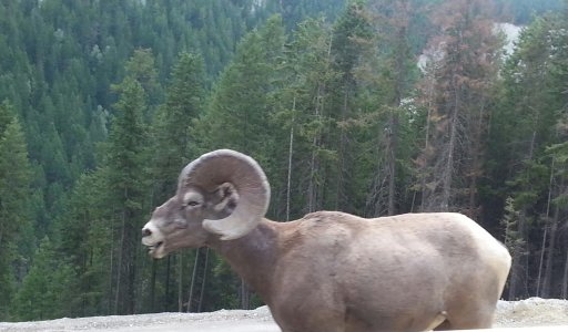 ram.jpg