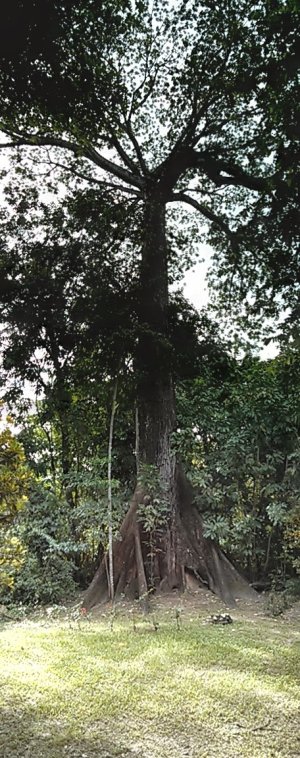 PANO_20130722_170344-CEIBA-PALENQUE-MEX.jpg