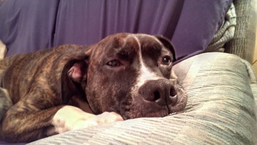 lazybailey.jpg
