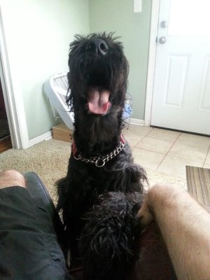 Angus.jpeg