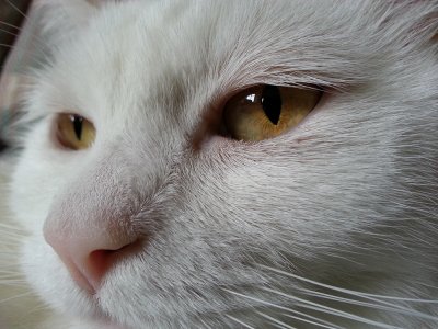 snowball 3.jpg