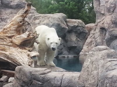 polar bear.jpg