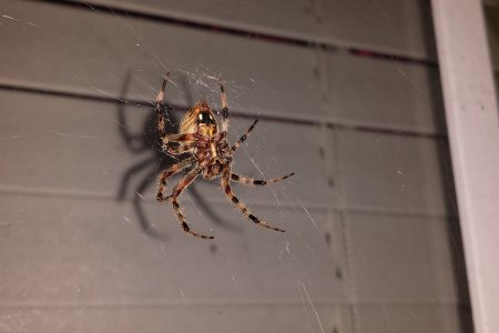 Spider_Photo_Cropped.JPG