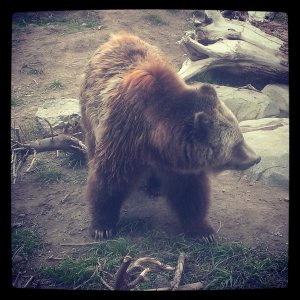 grizzlybear.jpg