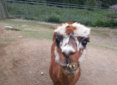 Whoa_Alpaca.jpg