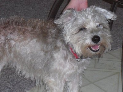 sheeba 3.jpg