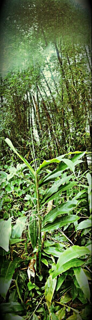 pr rain forest.jpg