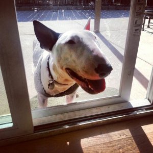 screendoor.jpg